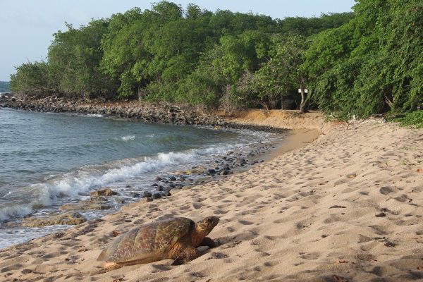 Comment préparer ses vacances en Guadeloupe en famille ?