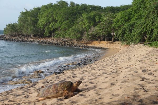 Comment préparer ses vacances en Guadeloupe en famille ?